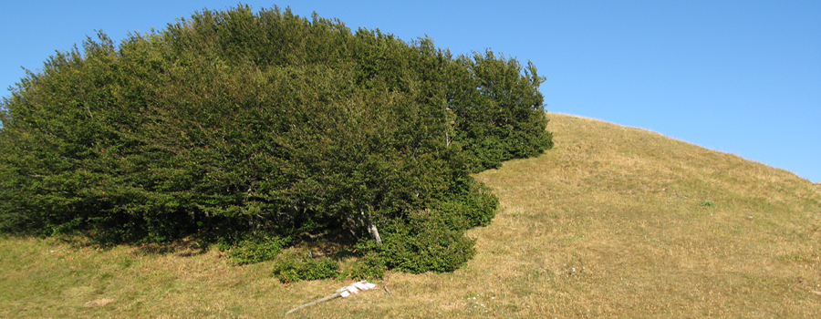 Monte Catria Sentiero 53 - immagine 6