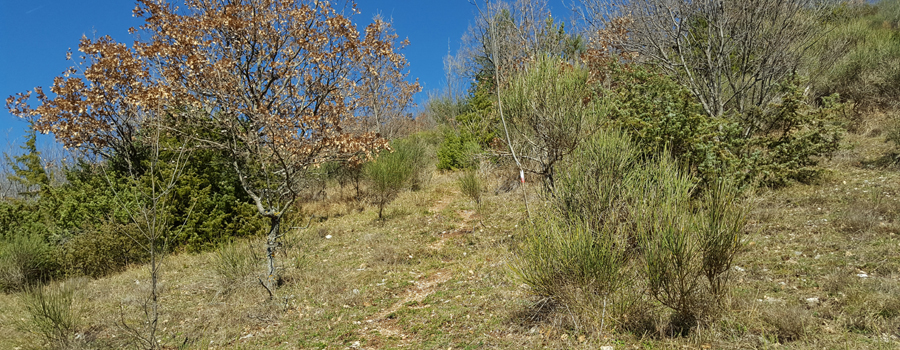 Monte Catria Sentiero 54a - immagine 5