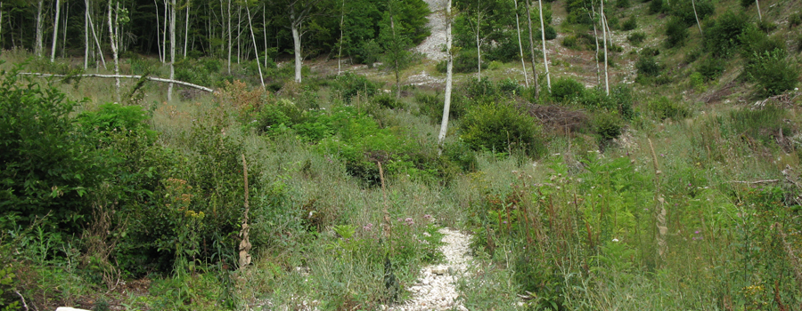 Monte Catria Sentiero 55 - immagine 7