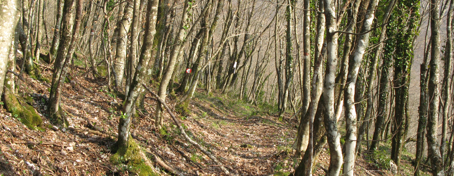 Monte Catria Sentiero 59 - immagine 11