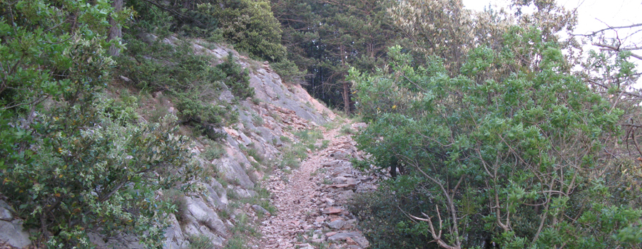 Monte Nerone Sentiero 6 - immagine 4