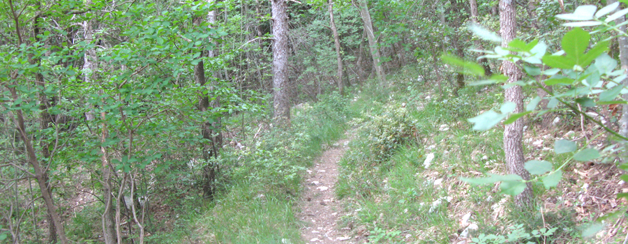Monte Nerone Sentiero 6 - immagine 8
