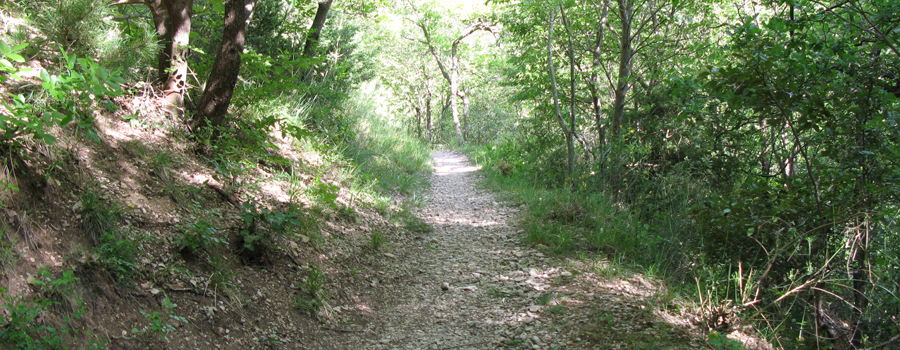 Monte Nerone Sentiero 7 - immagine 2