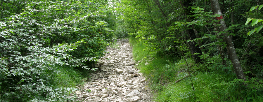 Alpe della Luna Sentiero 84 - immagine 10