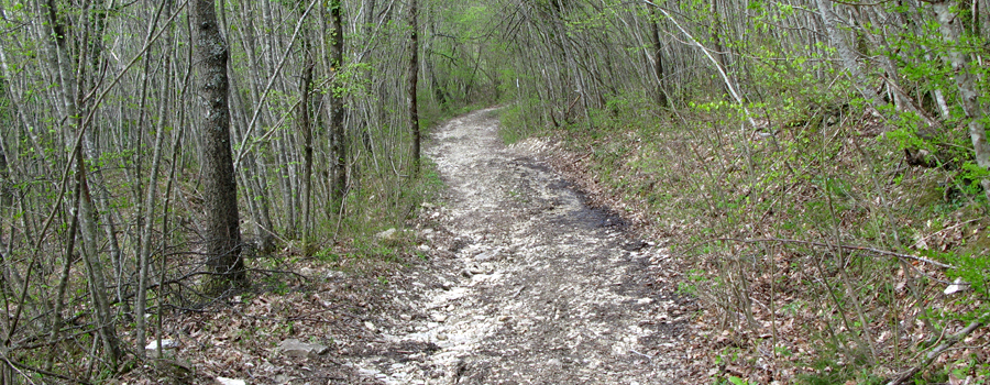 Parco Sasso Simone e Simoncello Sentiero 95 - immagine 11