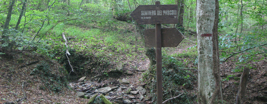 Bosco di Tecchie Sentiero dei Pascoli - immagine 1