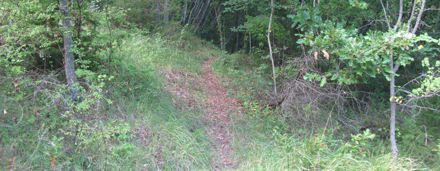 Bosco di Tecchie Sentiero dei Pascoli - immagine 3