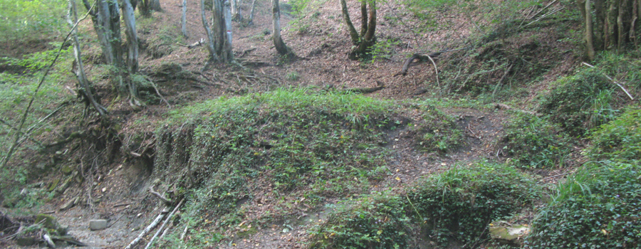 Bosco di Tecchie Sentiero dei Pascoli - immagine 4