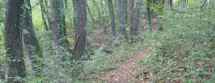 Bosco di Tecchie Sentiero dei Pascoli - immagine 5