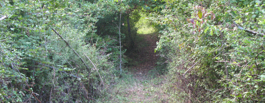 Bosco di Tecchie Sentiero dei Pascoli - immagine 6