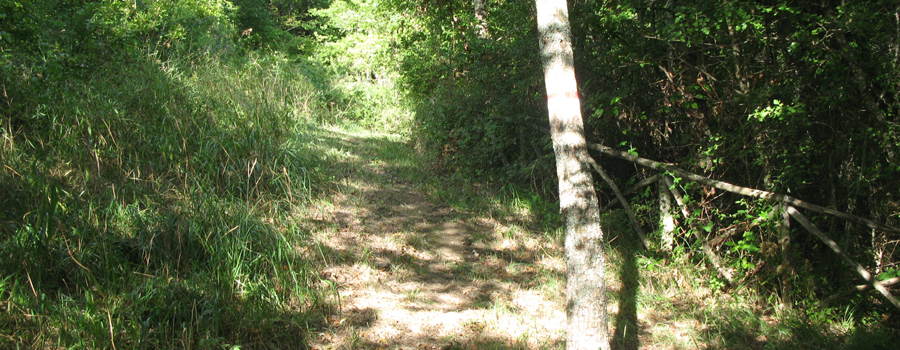 Bosco di Tecchie Sentiero dei Pascoli - immagine 7