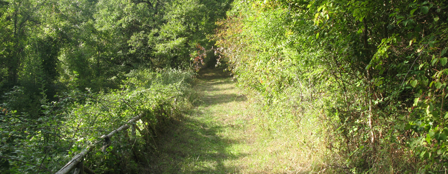 Bosco di Tecchie Sentiero dei Pascoli - immagine 8