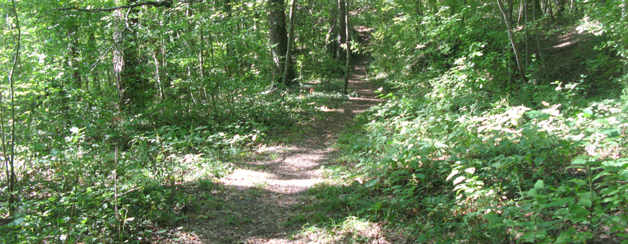 Bosco di Tecchie Sentiero del Cerro - immagine 1