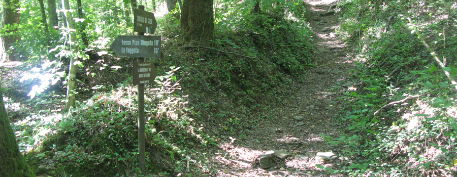 Bosco di Tecchie Sentiero del Cerro - immagine 2