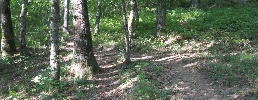 Bosco di Tecchie Sentiero del Cerro - immagine 3