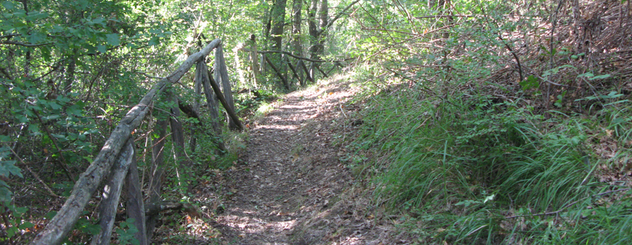 Bosco di Tecchie Sentiero del Cerro - immagine 4