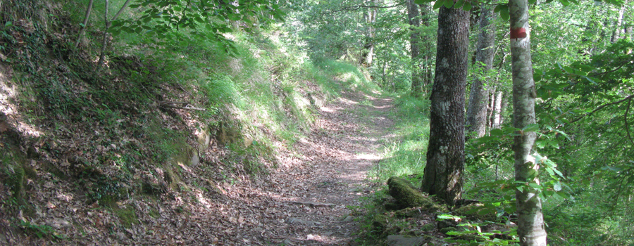 Bosco di Tecchie Sentiero del Cerro - immagine 6