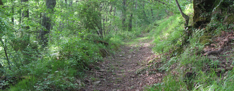 Bosco di Tecchie Sentiero del Cerro - immagine 7