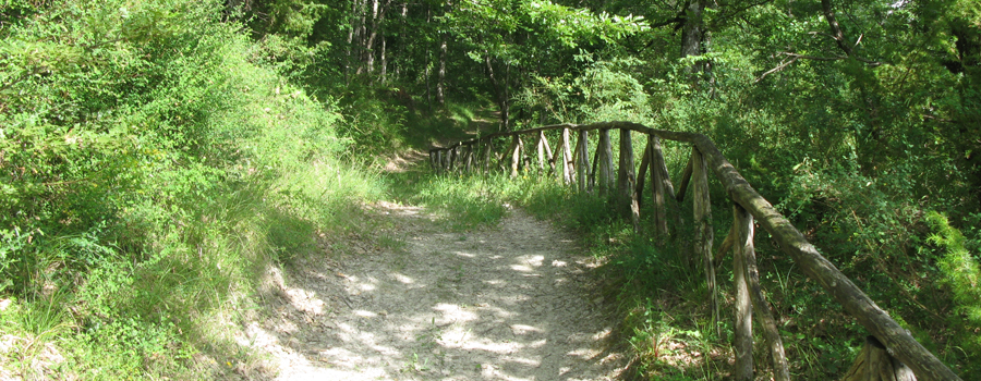 Bosco di Tecchie Sentiero del Cerro - immagine 8