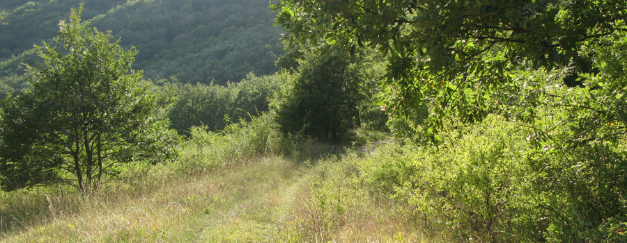 Bosco di Tecchie Sentiero del Cerro - immagine 9
