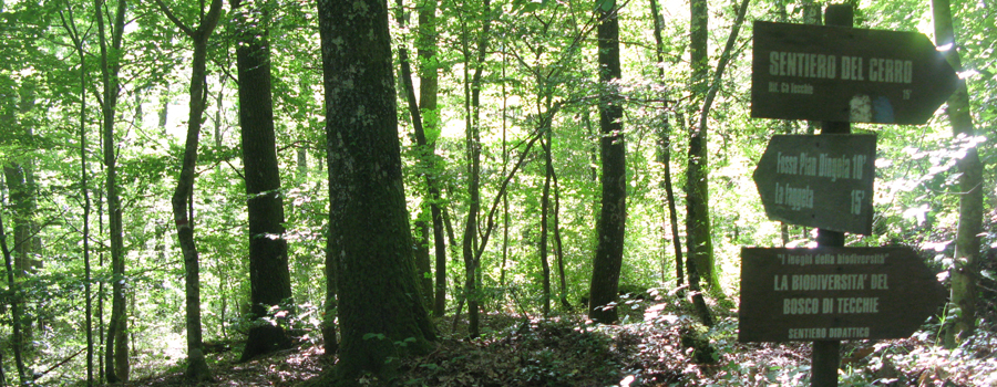 Bosco di Tecchie Sentiero del Faggio - immagine 1