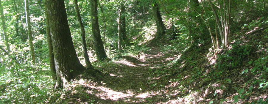 Bosco di Tecchie Sentiero del Faggio - immagine 2