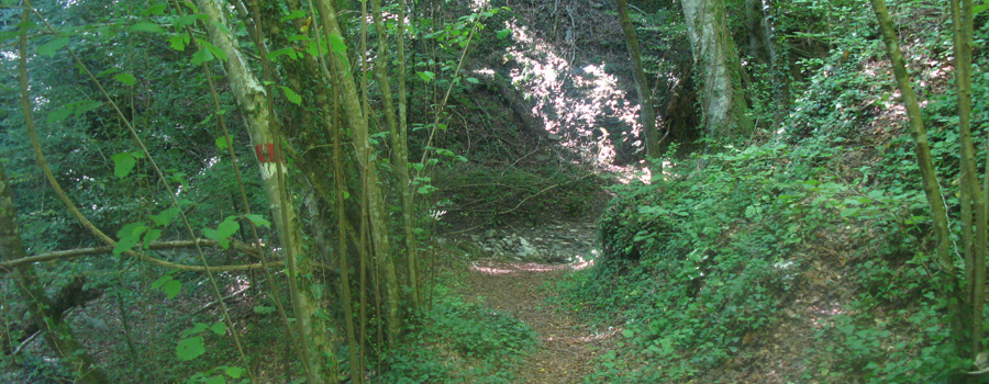 Bosco di Tecchie Sentiero del Faggio - immagine 3