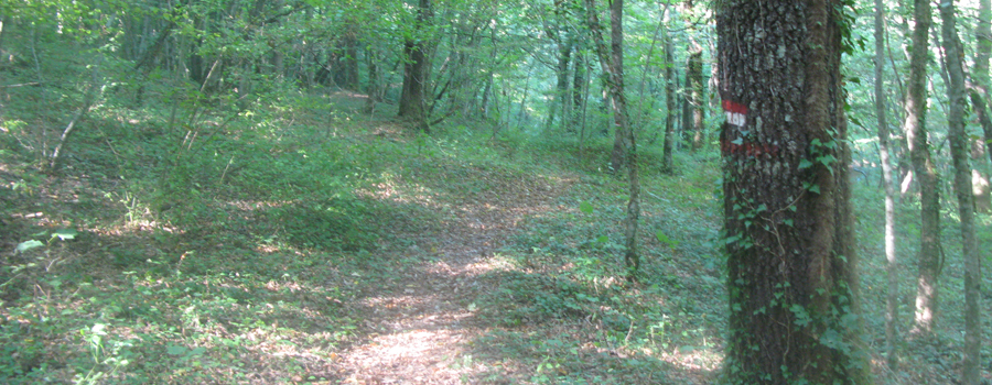 Bosco di Tecchie Sentiero del Faggio - immagine 5