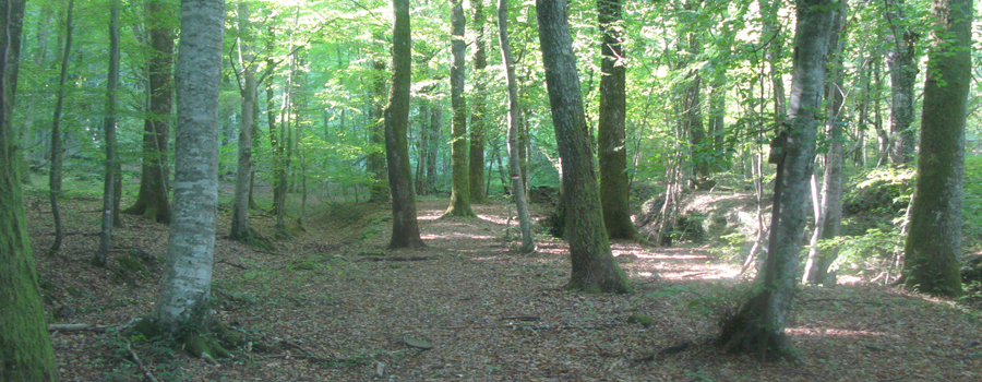 Bosco di Tecchie Sentiero del Faggio - immagine 6