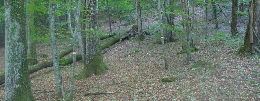 Bosco di Tecchie Sentiero del Faggio - immagine 7