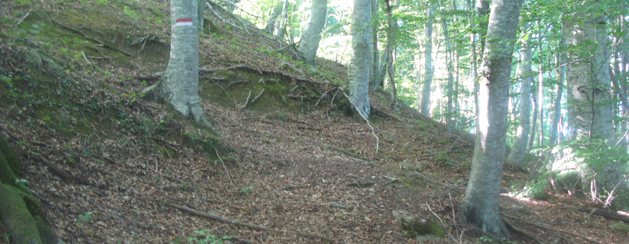 Bosco di Tecchie Sentiero del Faggio - immagine 8