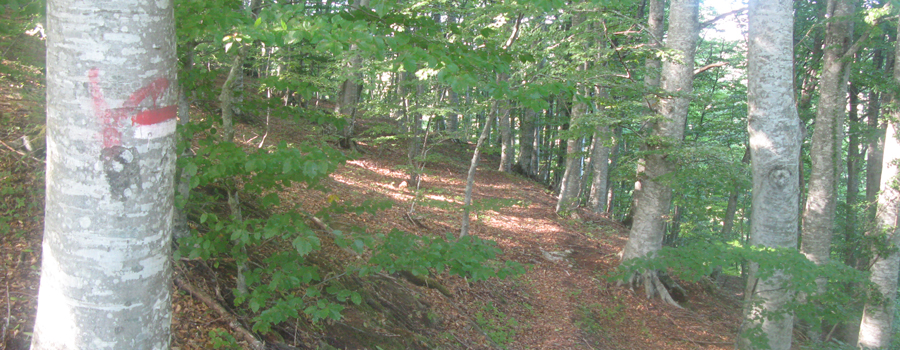 Bosco di Tecchie Sentiero del Faggio - immagine 9