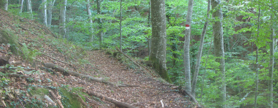 Bosco di Tecchie Sentiero del Faggio - immagine 10