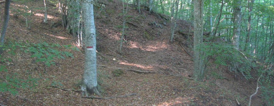 Bosco di Tecchie Sentiero del Faggio - immagine 11