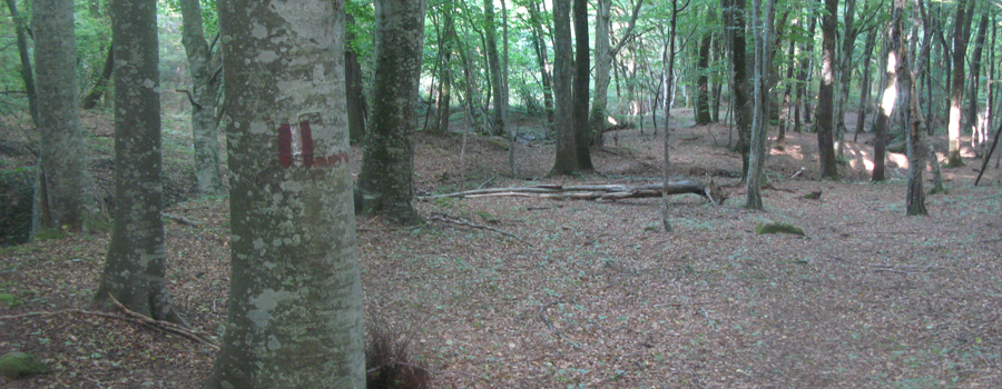 Bosco di Tecchie Sentiero del Faggio - immagine 12