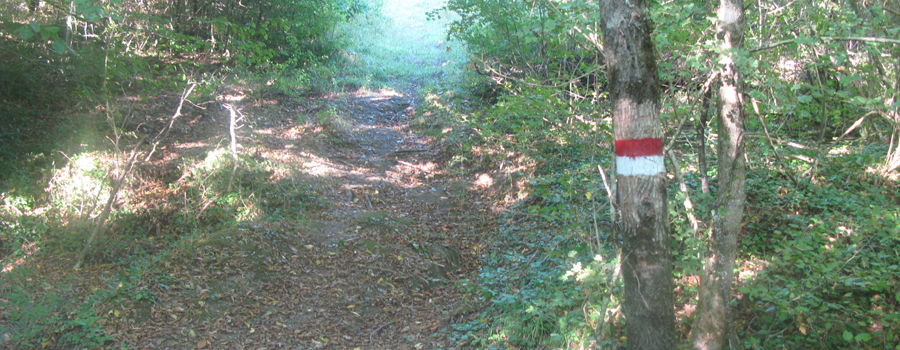 Bosco di Tecchie Sentiero del Faggio - immagine 13