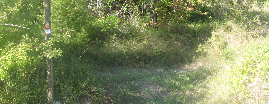 Bosco di Tecchie Sentiero del Faggio - immagine 14