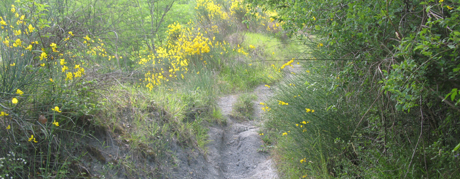 Bosco di Tecchie Sentiero della biodiversità - immagine 2