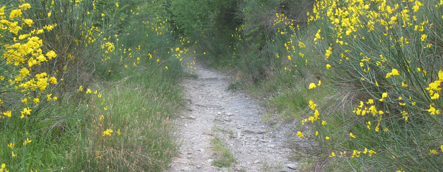 Bosco di Tecchie Sentiero della biodiversità - immagine 3