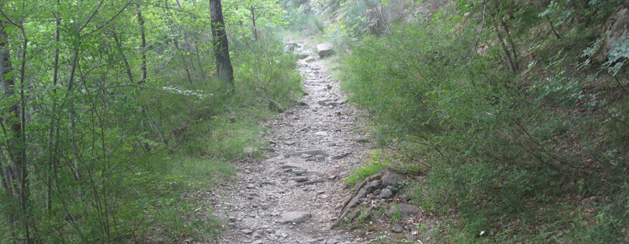 Bosco di Tecchie Sentiero della biodiversità - immagine 4