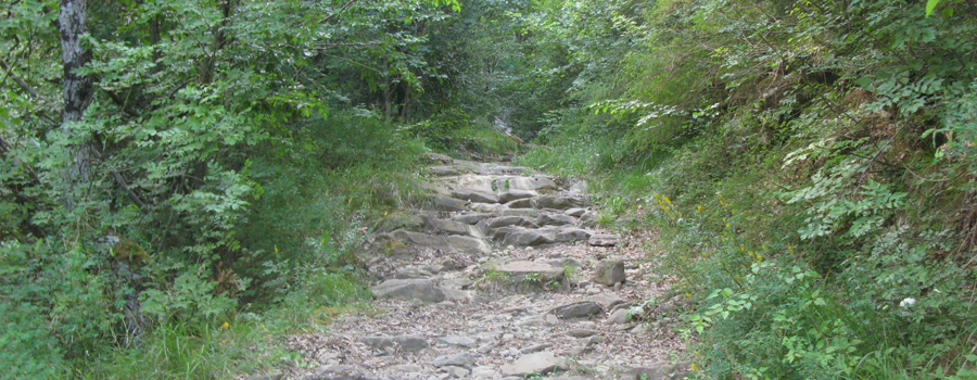 Bosco di Tecchie Sentiero della biodiversità - immagine 5