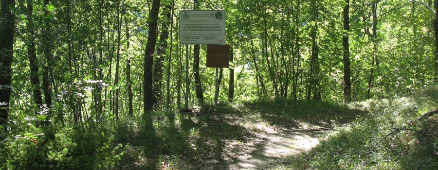 Bosco di Tecchie Sentiero della biodiversità - immagine 6