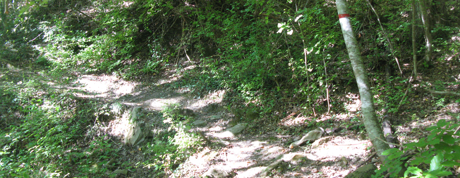 Bosco di Tecchie Sentiero della biodiversità - immagine 7