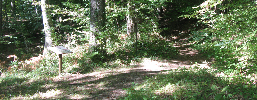 Bosco di Tecchie Sentiero della biodiversità - immagine 8