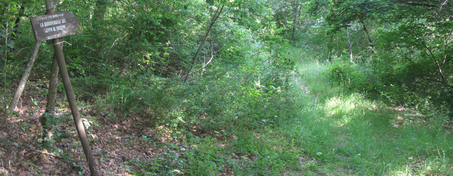 Bosco di Tecchie Sentiero della biodiversità - immagine 9