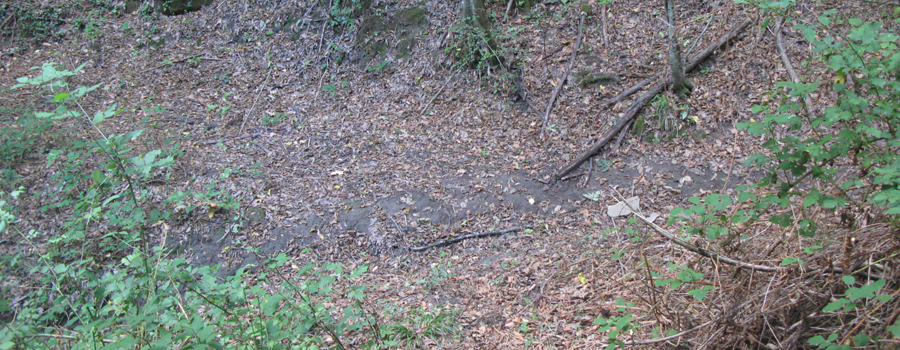 Bosco di Tecchie Sentiero della biodiversità - immagine 10