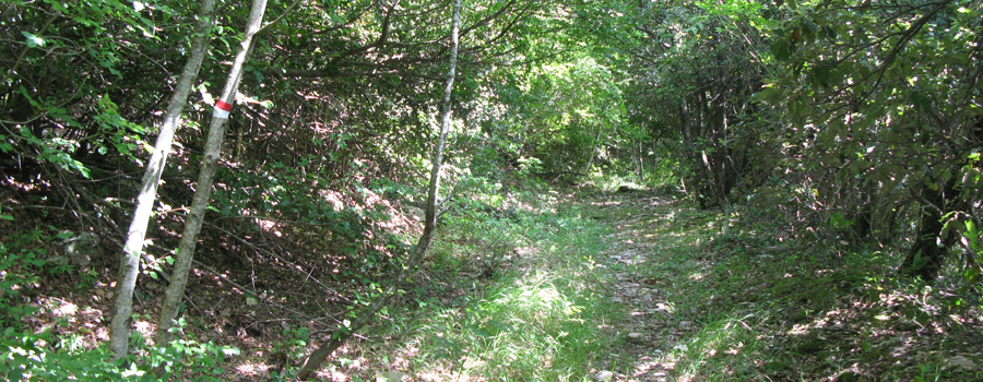 Monte Petrano Sentiero delle Ammoniti - immagine 8