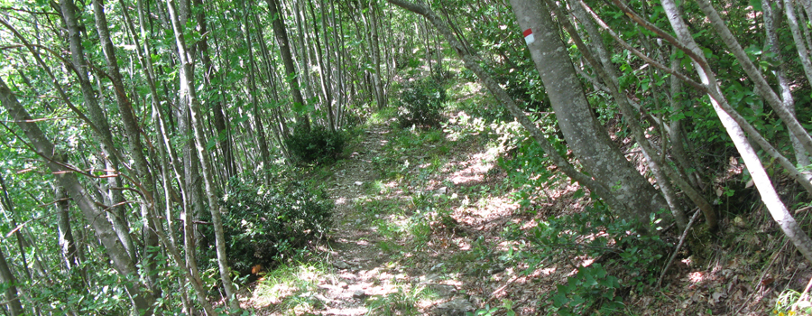 Monte Petrano Sentiero delle Ammoniti - immagine 11