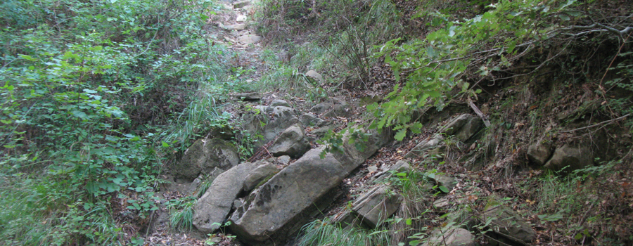 Bosco di Tecchie Sentiero delle Serre - immagine 1