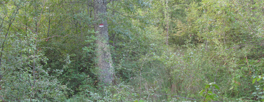 Bosco di Tecchie Sentiero delle Serre - immagine 2